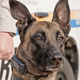 Illustration for article titled Enterprising Dog Becomes the Ranking Police Officer in a Small New Mexican Town